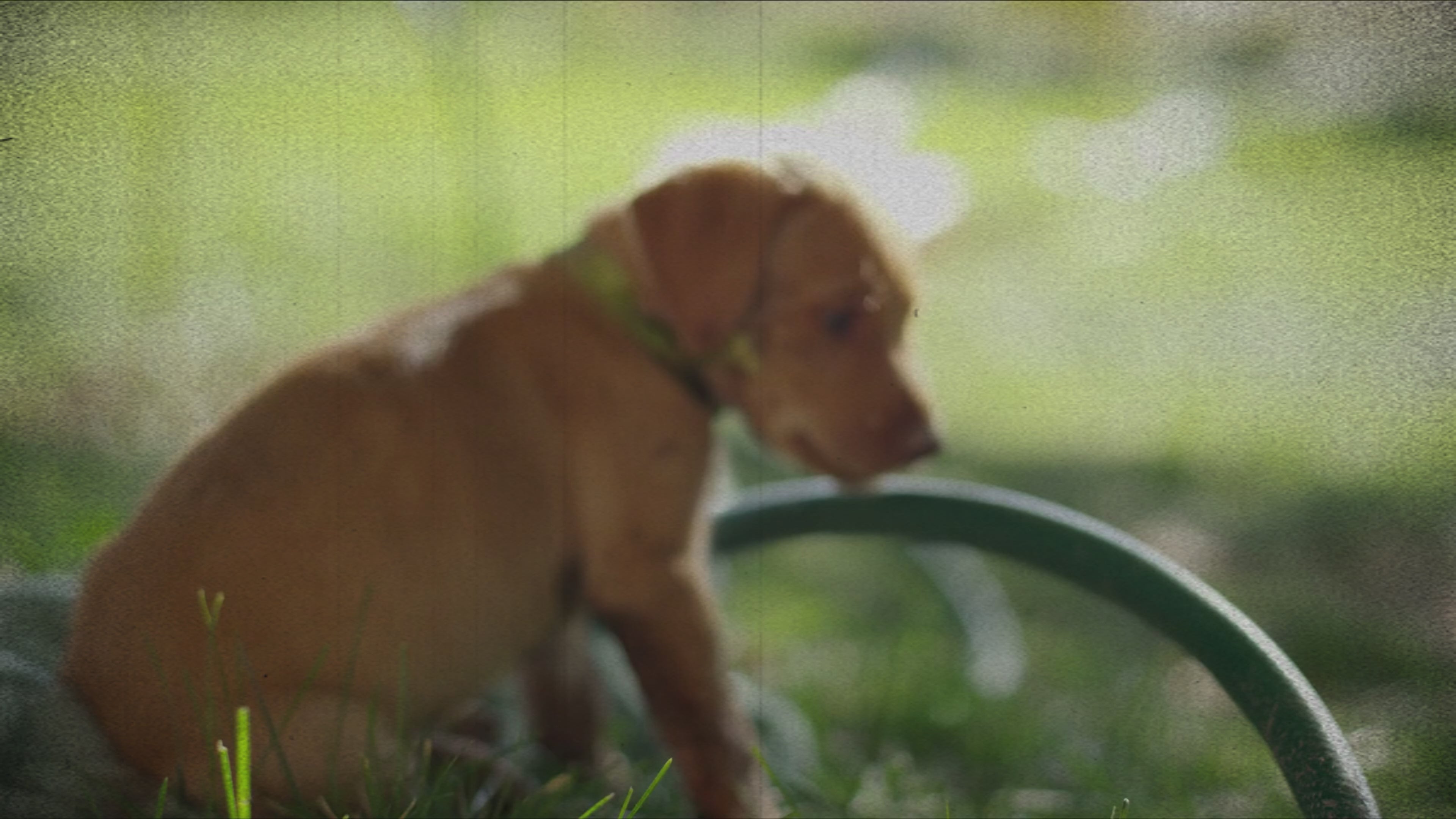 Voorpagina-petglobalshop